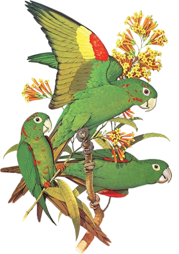 őszi állatok_125.png